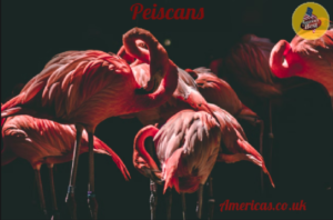 Peiscans: Guardians of the Coastline and Their Ecological Role