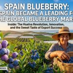 Spain blueberry