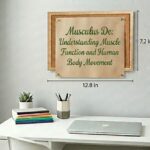 Musculus de